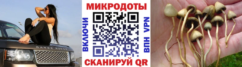 где купить наркоту  Аргун  Псилоцибиновые грибы прущие грибы 